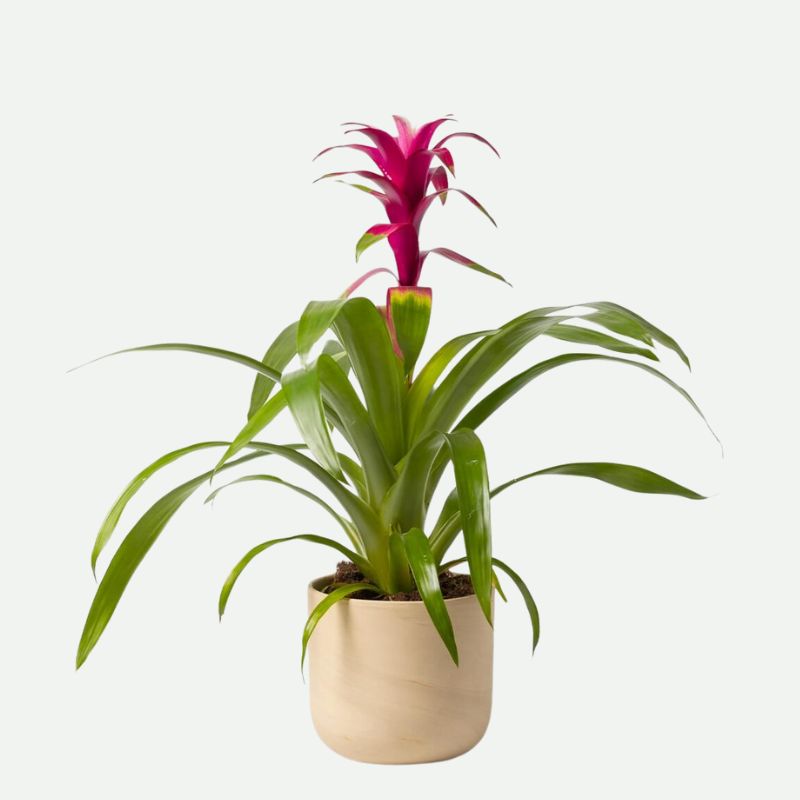 Bromelia