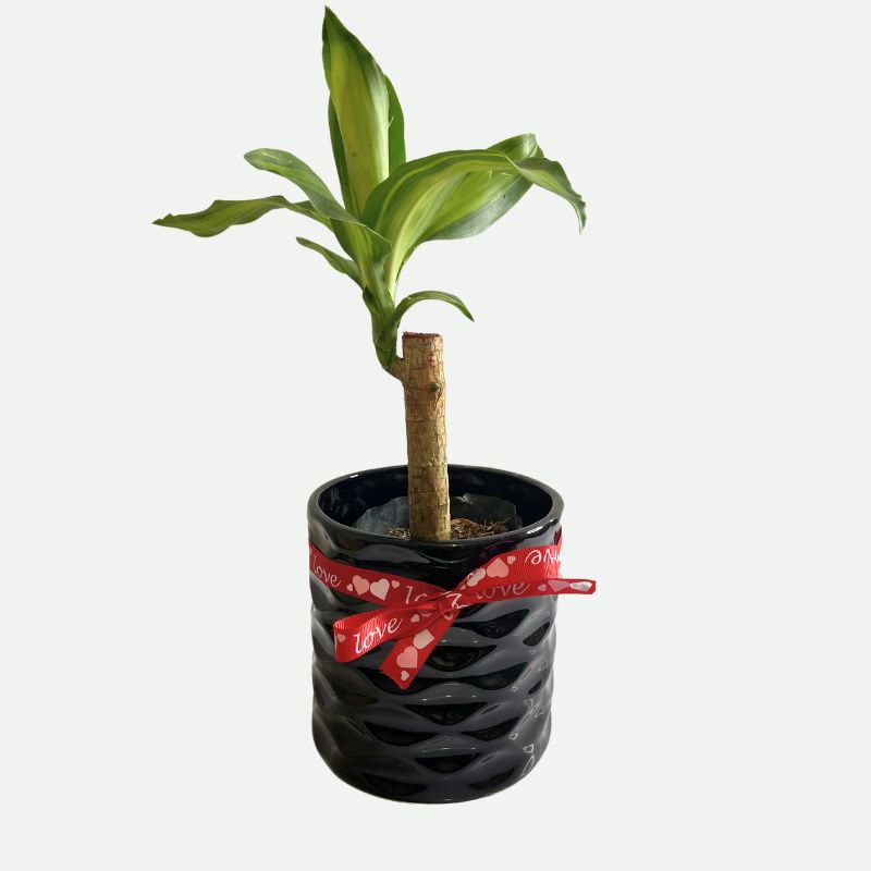 "Palo de Brasil"
