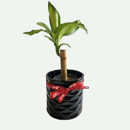 "Palo de Brasil"