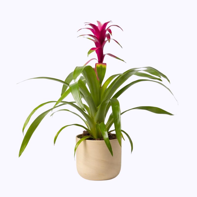 Bromelia