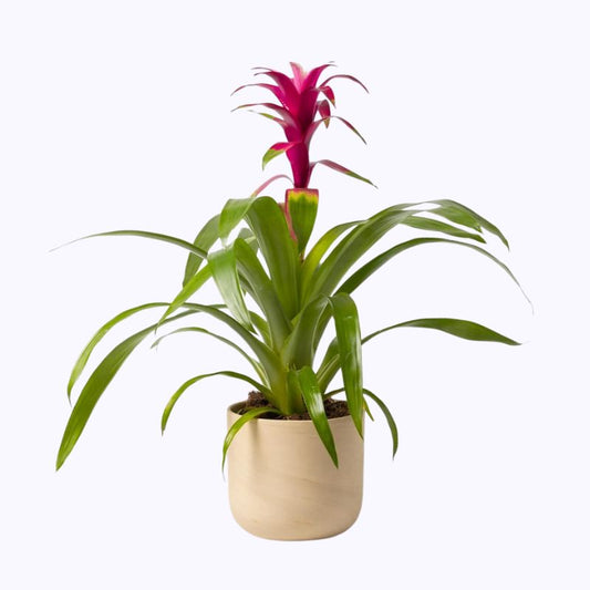 Bromelia