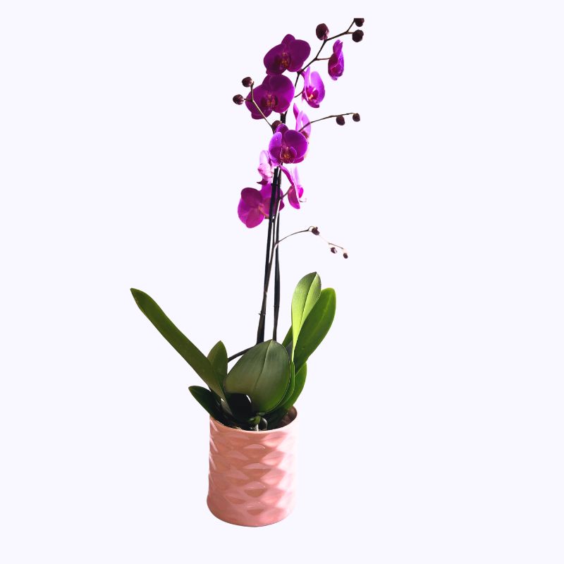 Orquídea Phalaenopsis
