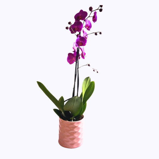 Orquídea Phalaenopsis