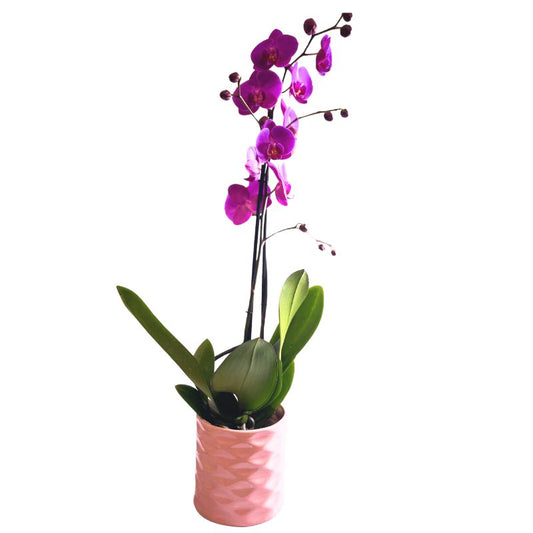 Orquídea Phalaenopsis